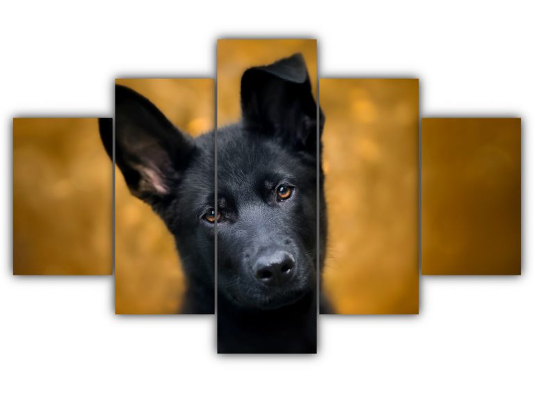 Black Dog Multi Canvas Art