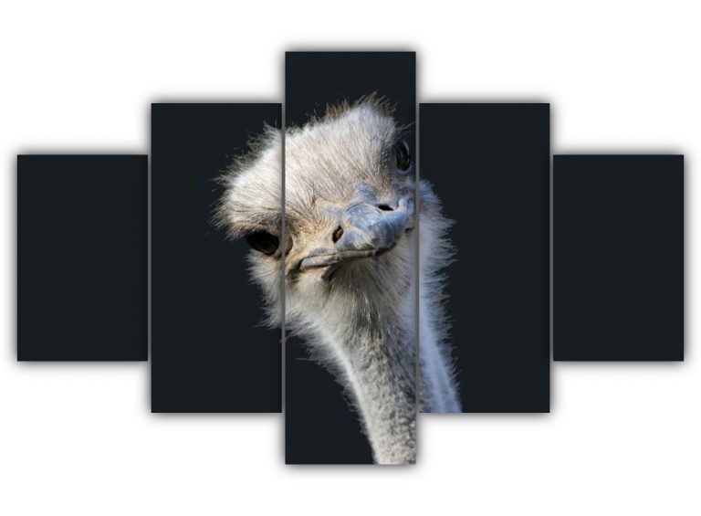 Common Ostrich Multi Canvas Art