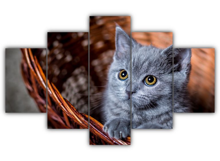 Cute Gray Kitten in a Basket Multi Canvas Art
