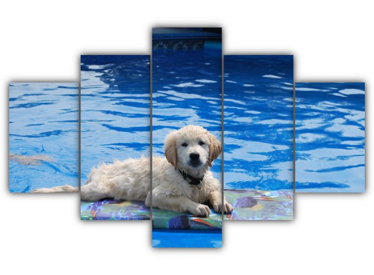 Doggy in a Pool Multi Canvas Art
