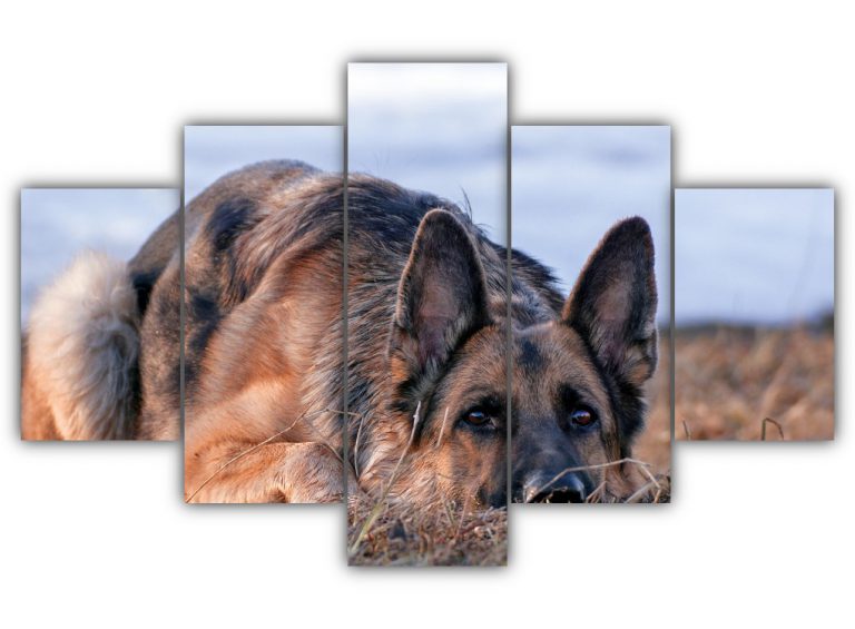 G Shepard Multi Canvas Art